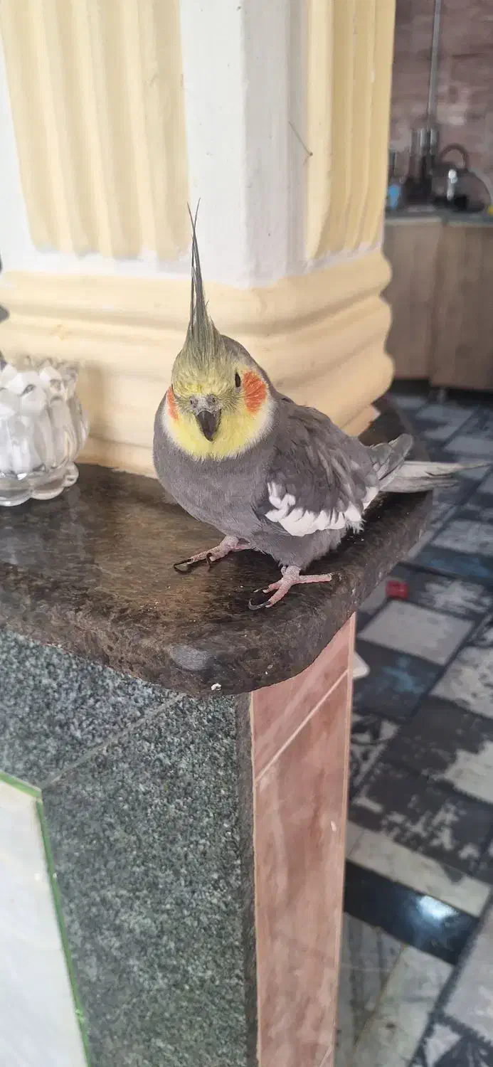 عروس هلندی|پرنده|جوین, |دیوار