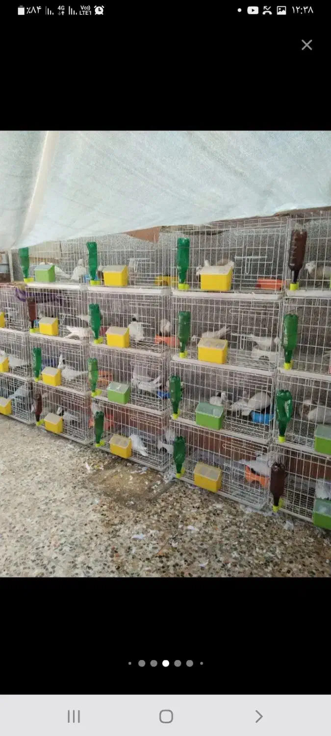 کبوتر|پرنده|دهدشت, |دیوار