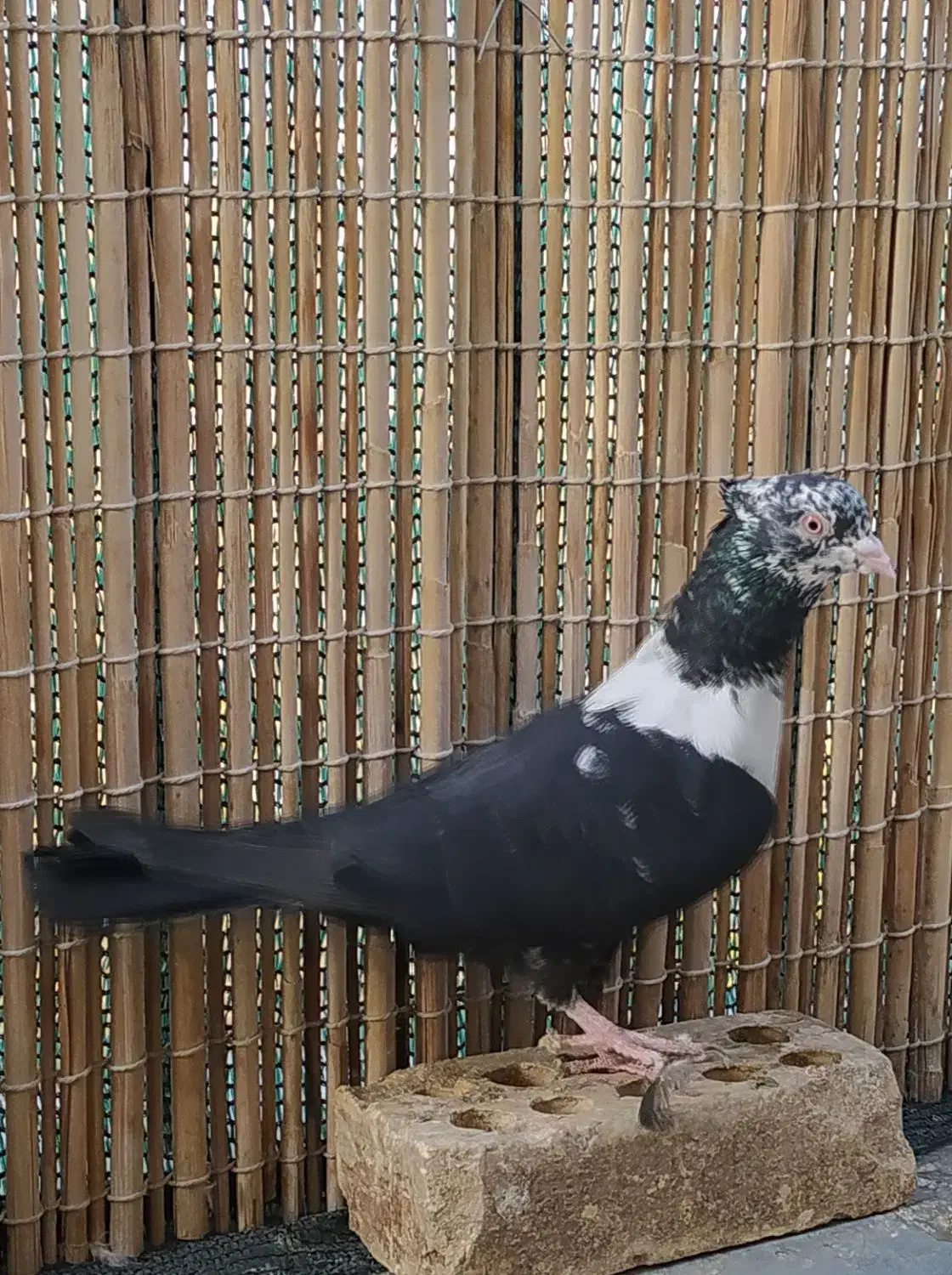 کلاغ رسمی قناری|پرنده|مشهد, ادیب نیشابوری (شهرک غرب)|دیوار