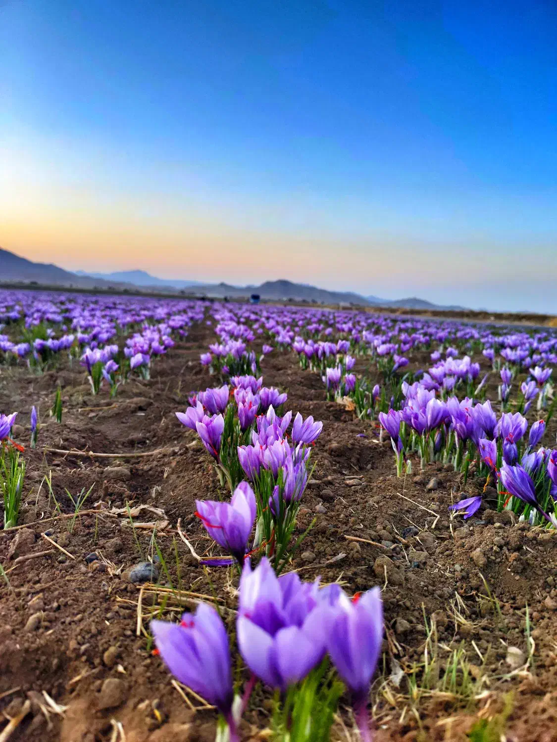 زعفران ارگانیک|خوردنی و آشامیدنی|تربت‌حیدریه, کاشانی|دیوار