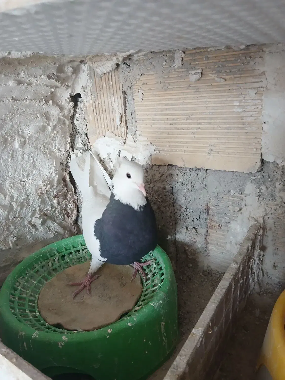 فروش طوقی|پرنده|دهدشت, |دیوار