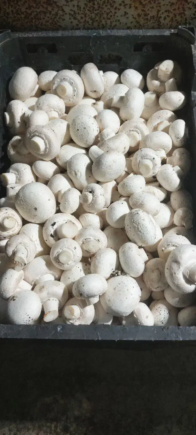 جذب ویزیتور جهت پخش قارچ تازه با خودرو شخصی|استخدام بازاریابی و فروش|رباطکریم, رباطکریم|دیوار