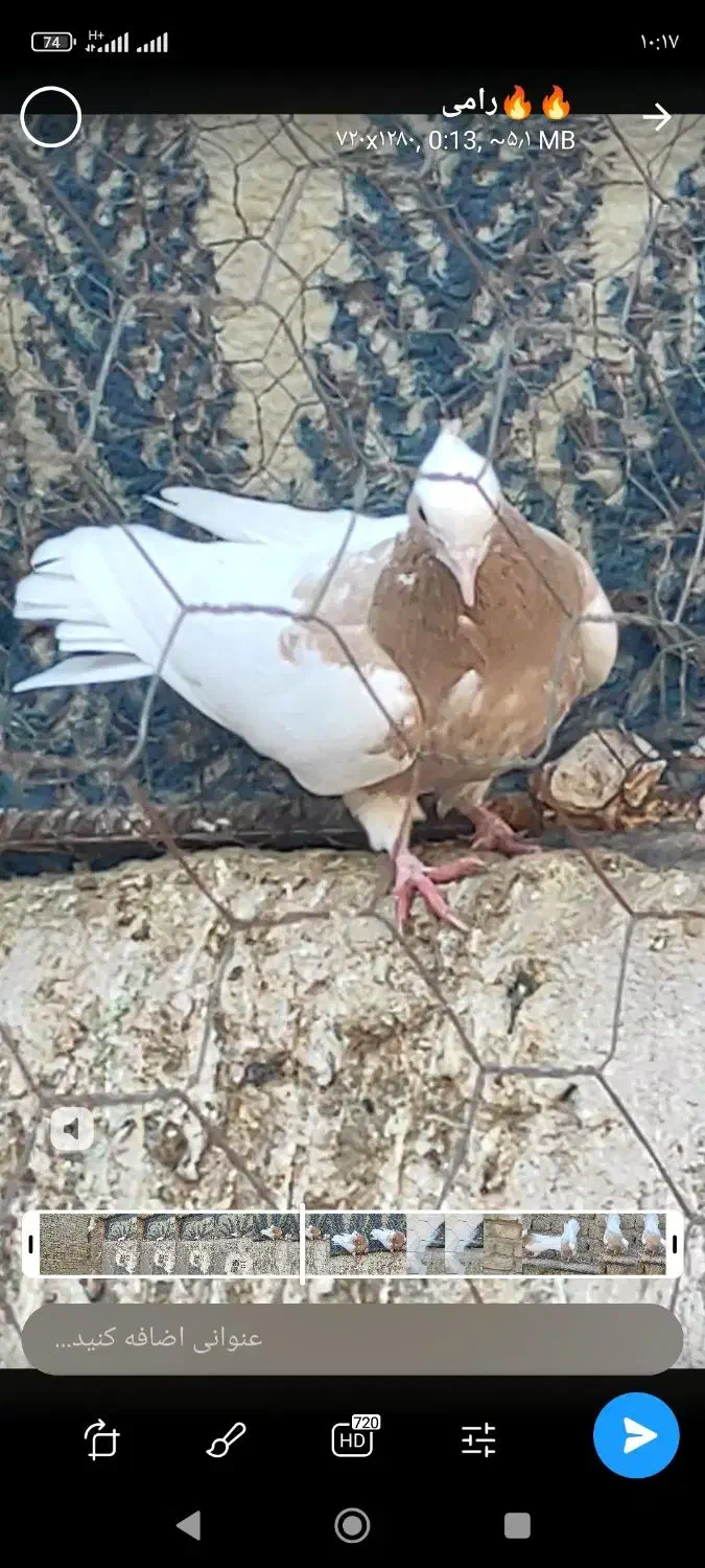 کبوتر  پرنده طوقی|پرنده|اسفرورین, |دیوار