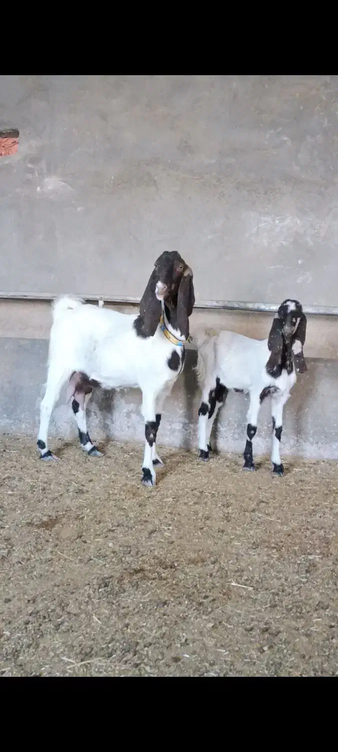 بز نژاد دار پاکستانی اصیل بزغاله درشت وآوستن|حیوانات مزرعه|تربت جام, جامرود|دیوار