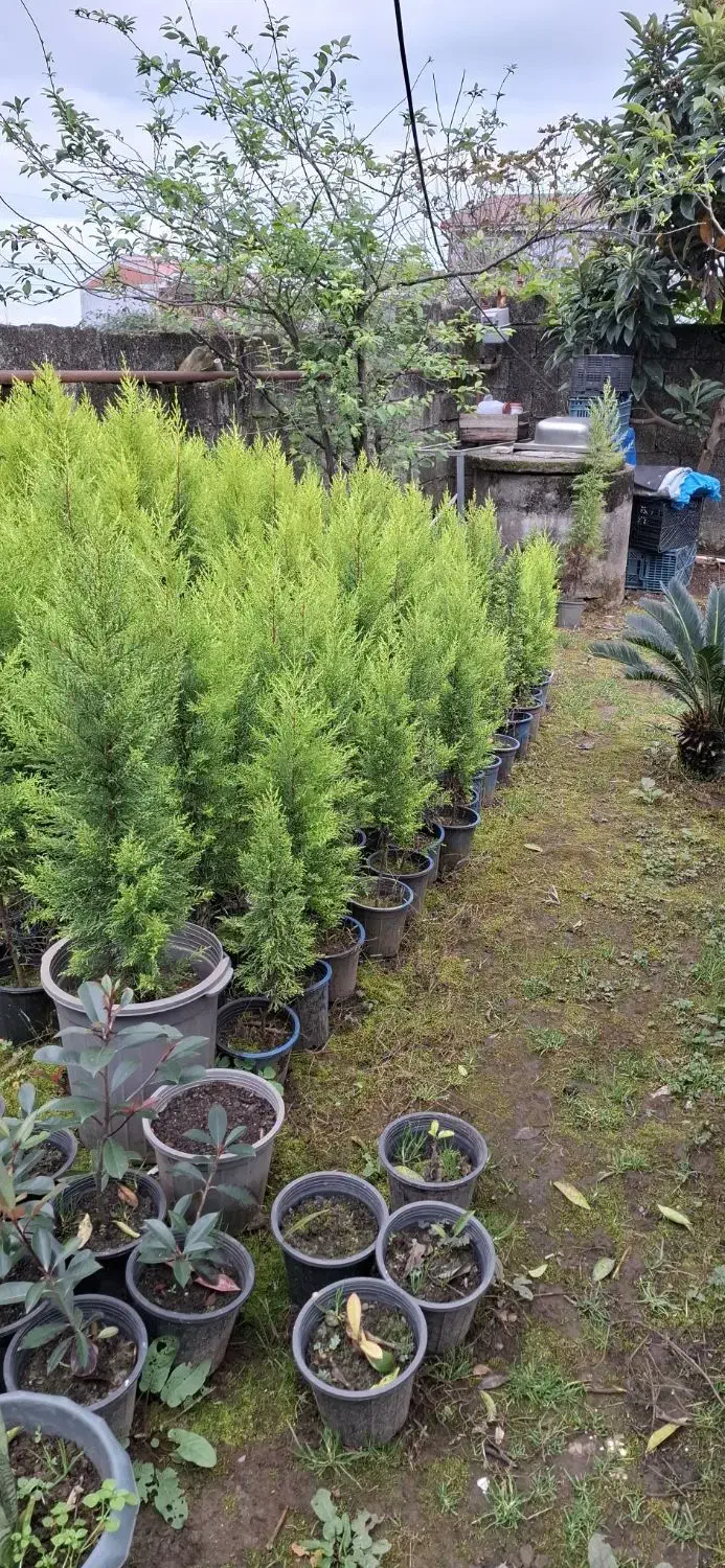 کاج لاوسون طلایی|گل و گیاه طبیعی|کلاچای, |دیوار