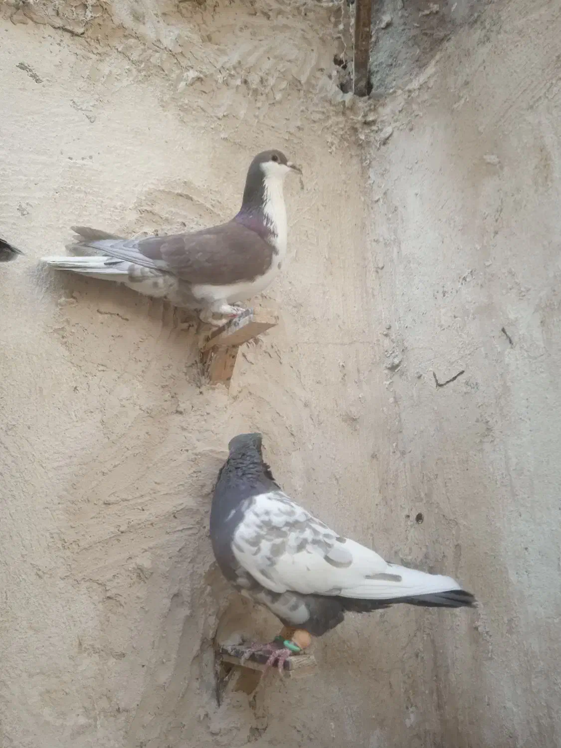 کبوتر|پرنده|زاهدان, |دیوار