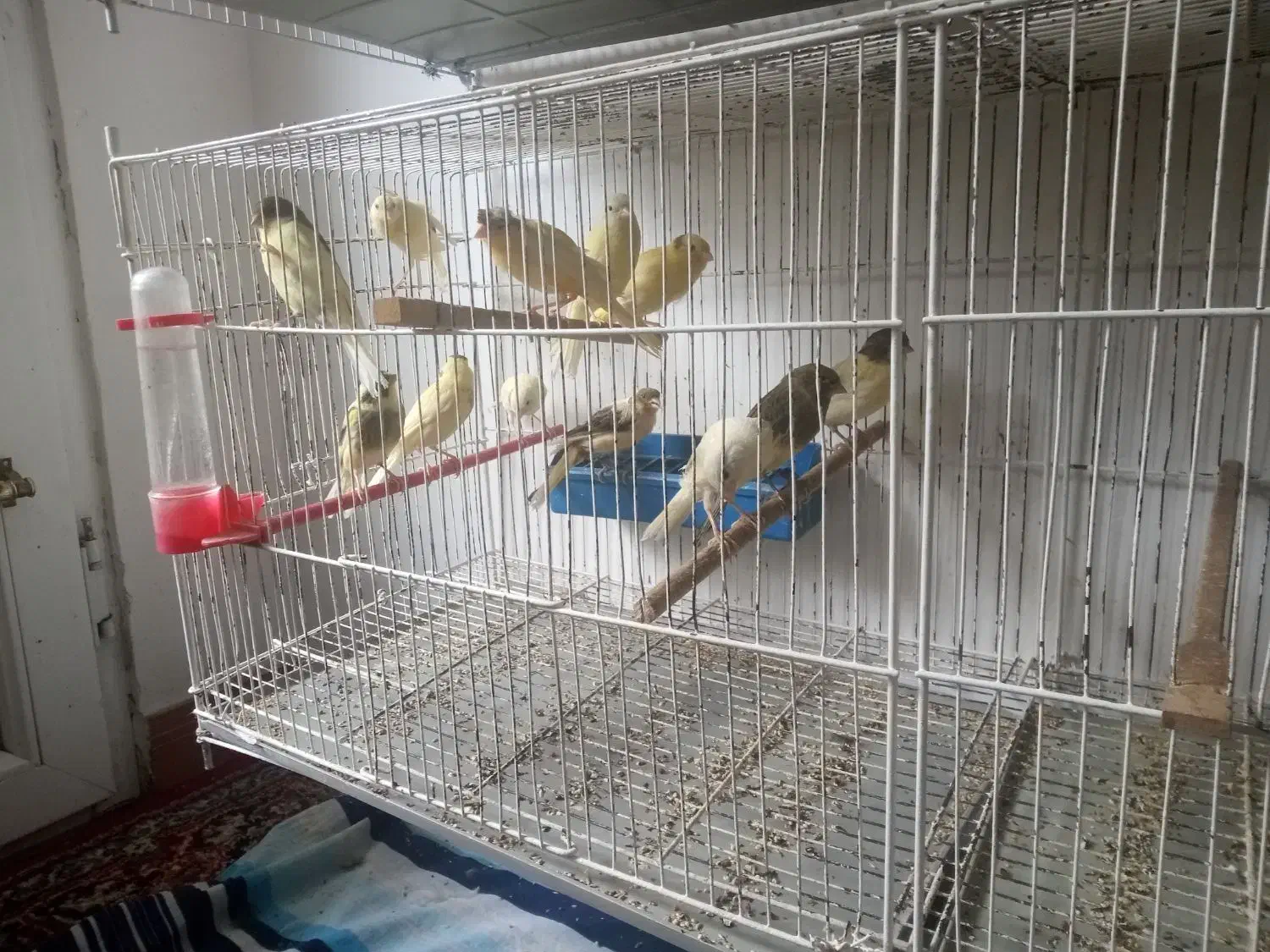 جوجه قناری|پرنده|رشت, کوی مهر|دیوار