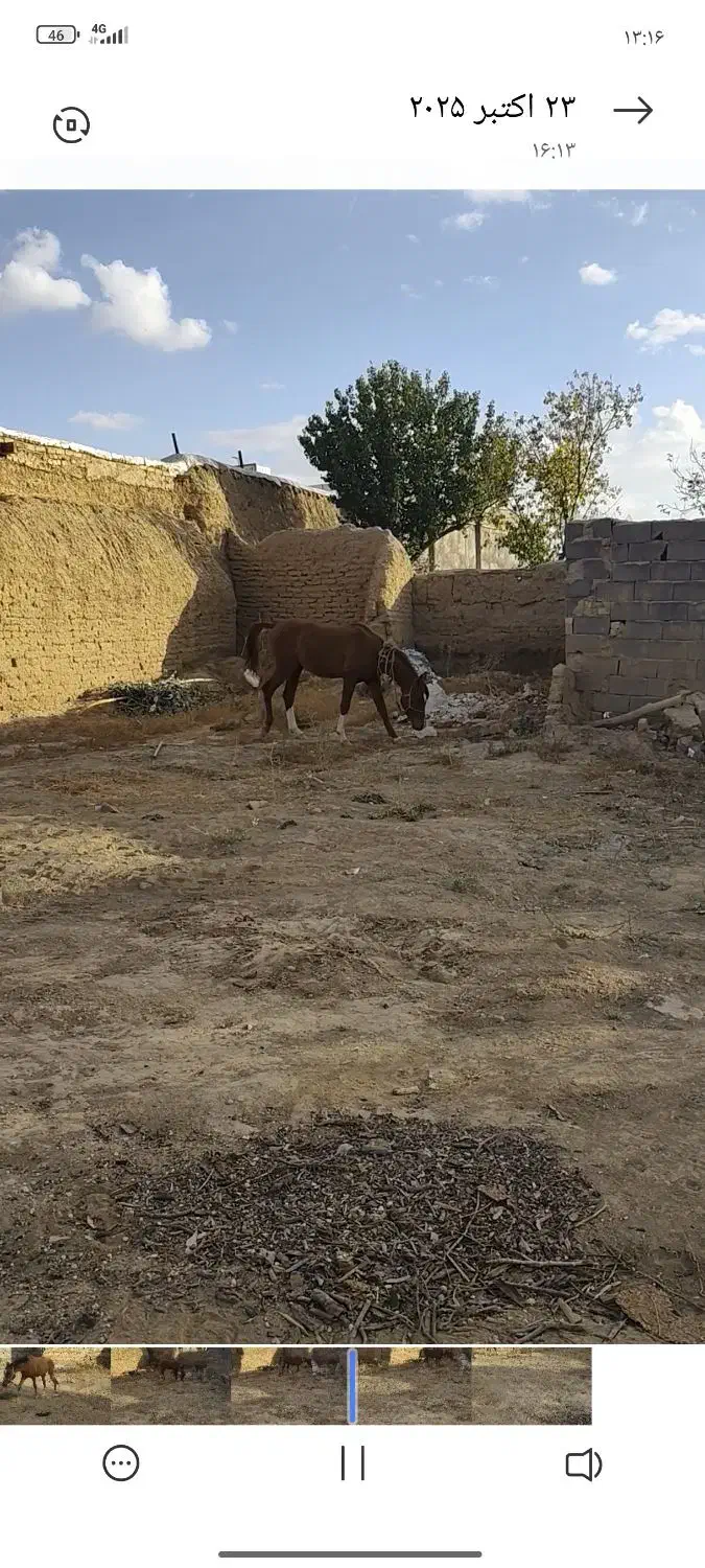 اسب|اسب و تجهیزات اسبسواری|بزینه رود, |دیوار