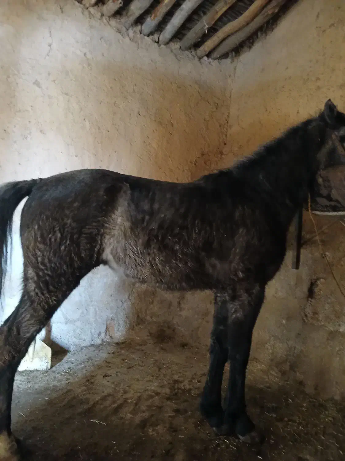 اسب|اسب و تجهیزات اسبسواری|تخت سلیمان, |دیوار