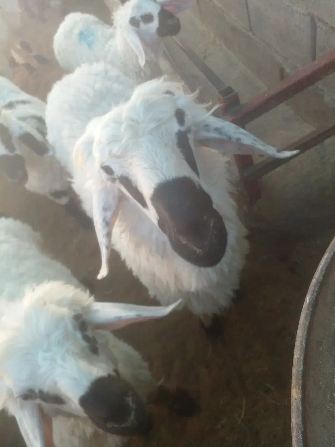 گوسفند قوچ بزرگ|حیوانات مزرعه|تیمور آباد, |دیوار