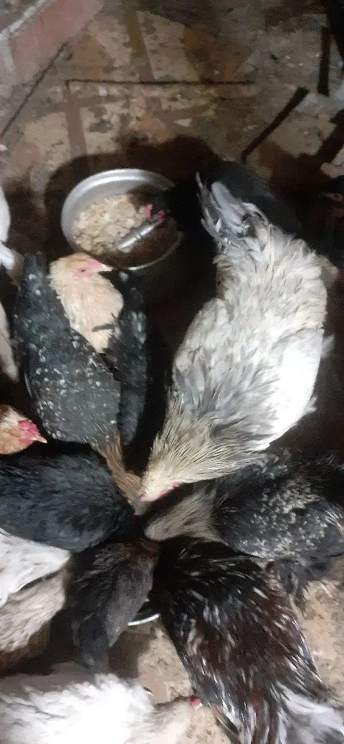 تخم مرغ|حیوانات مزرعه|قم, تعویض پلاک|دیوار