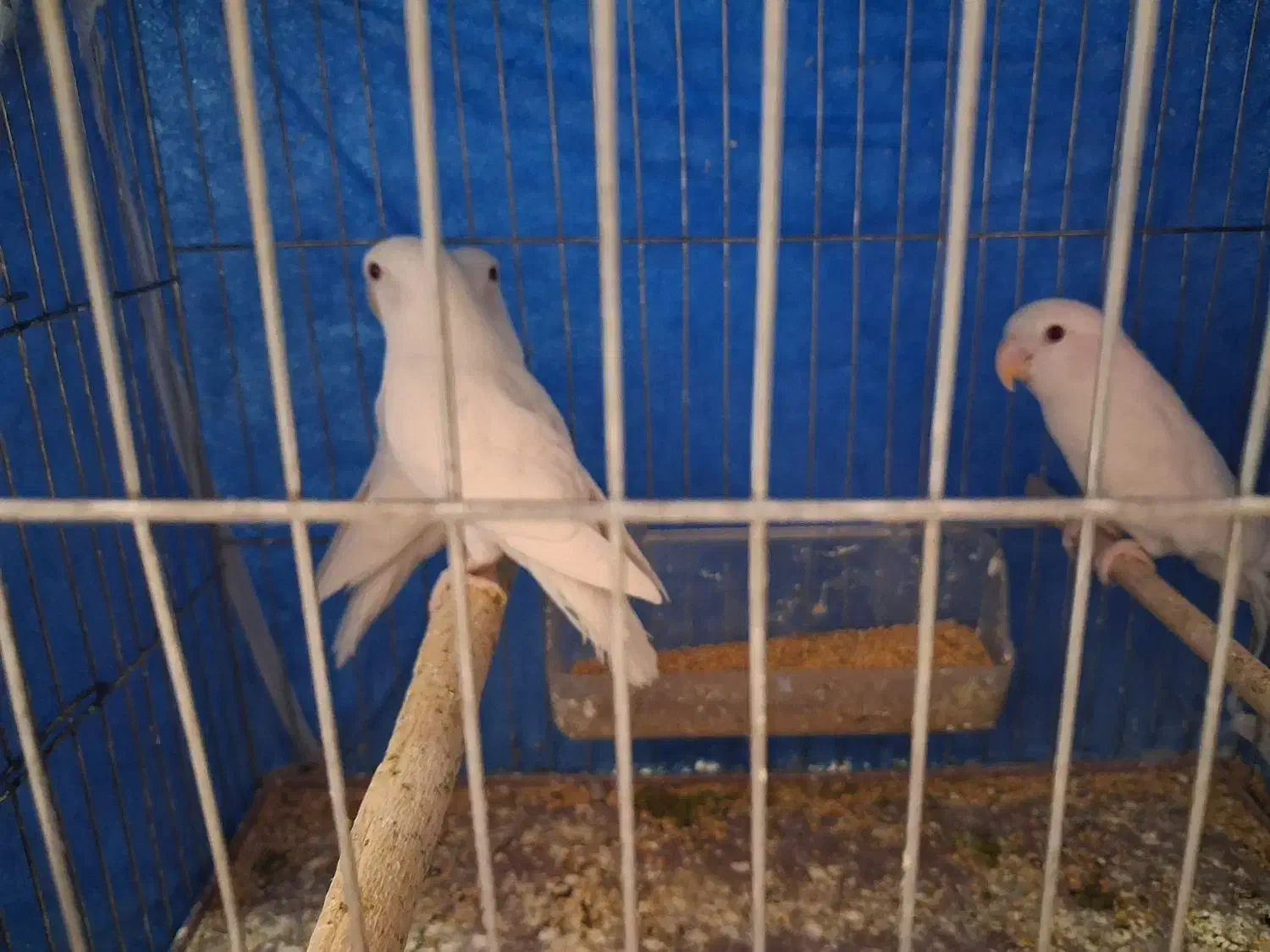 طوطی کوتوله برزیلی.نژاد آلبینو و اوپال کله نارنجی|پرنده|اصفهان, آبشار|دیوار