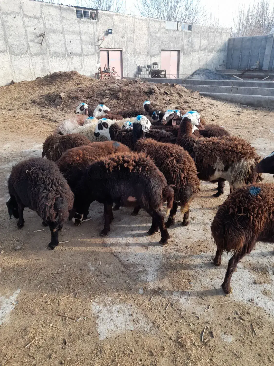 بره نر|حیوانات مزرعه|قره چای, |دیوار