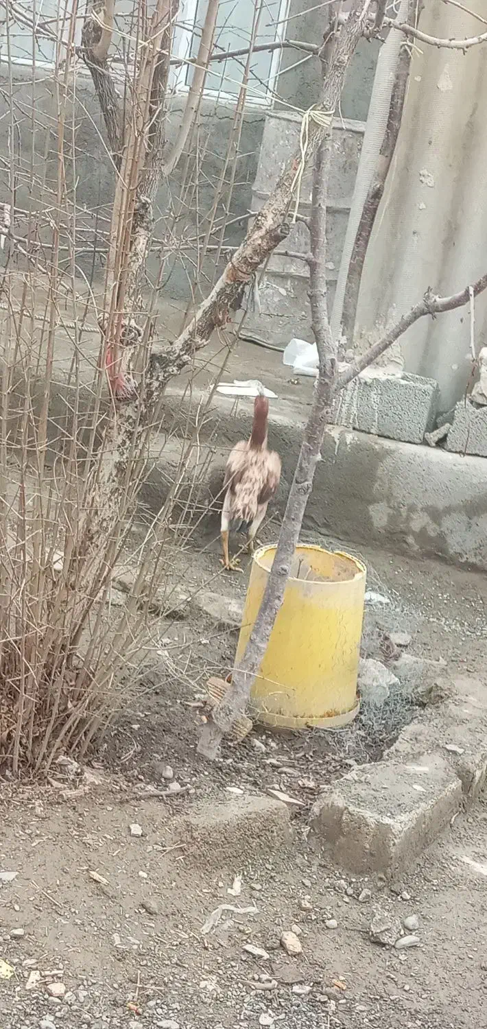 3500000|حیوانات مزرعه|فیرورق, |دیوار