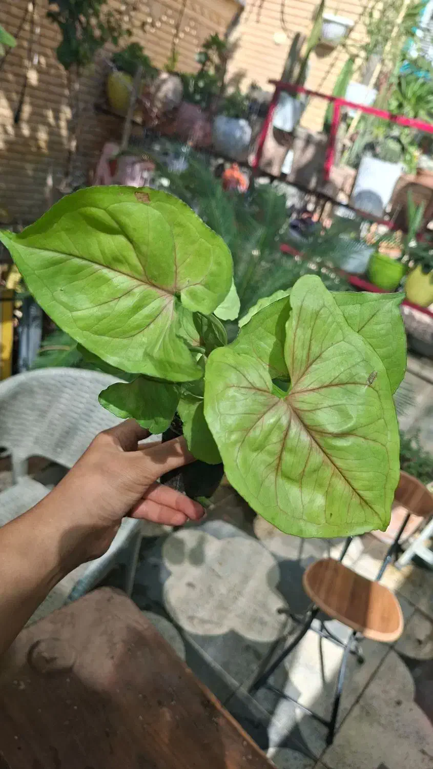 بابا آدم بلک|گل و گیاه طبیعی|شیراز, شیخ روزبهان|دیوار