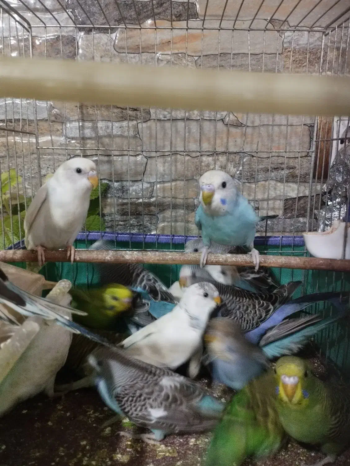 مرغ عشق|پرنده|رشت, لاکان شهر|دیوار