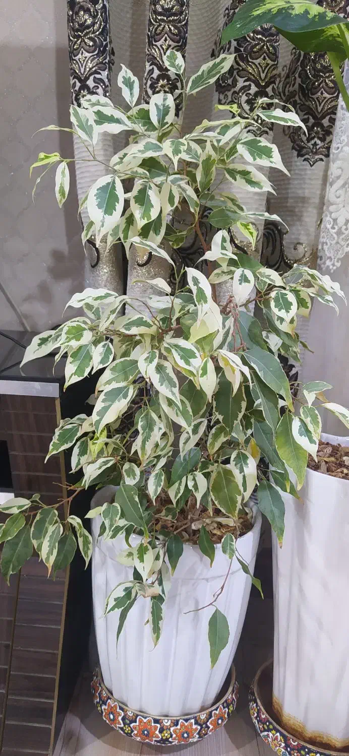 گل گل|گل و گیاه طبیعی|همدان, |دیوار