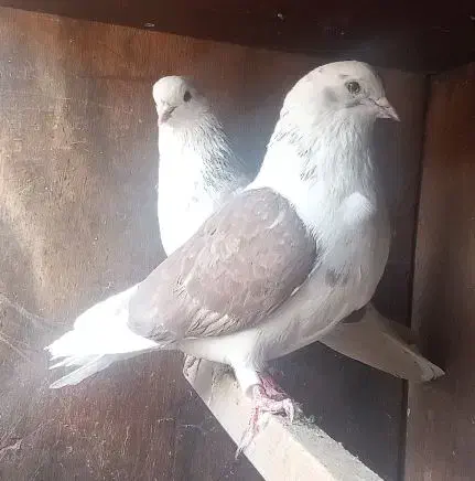 کفتر|پرنده|کرج, حسن آباد|دیوار