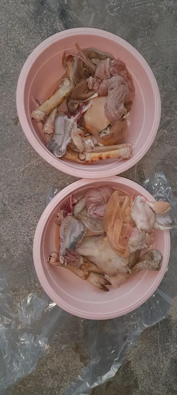 کله پاچه بزغاله|خوردنی و آشامیدنی|ایلام, |دیوار