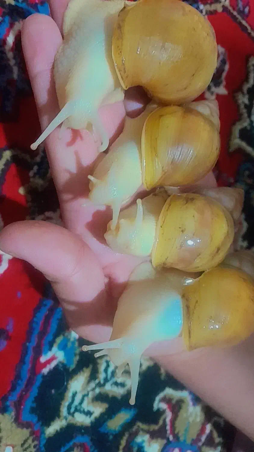 حلزون مولد|خزنده|شیروان (خراسان), |دیوار