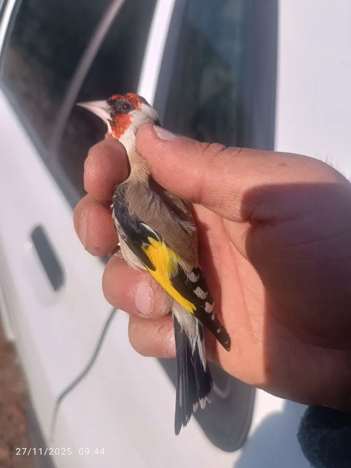 سهره پاییزه|پرنده|بروجرد, |دیوار