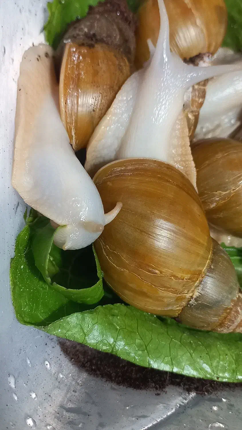 حلزون|خزنده|باسمنج, |دیوار