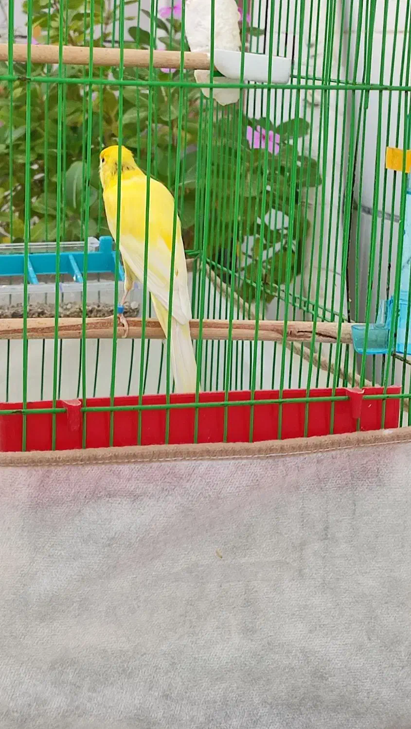 قناری سوپر مست|پرنده|خورموج, |دیوار