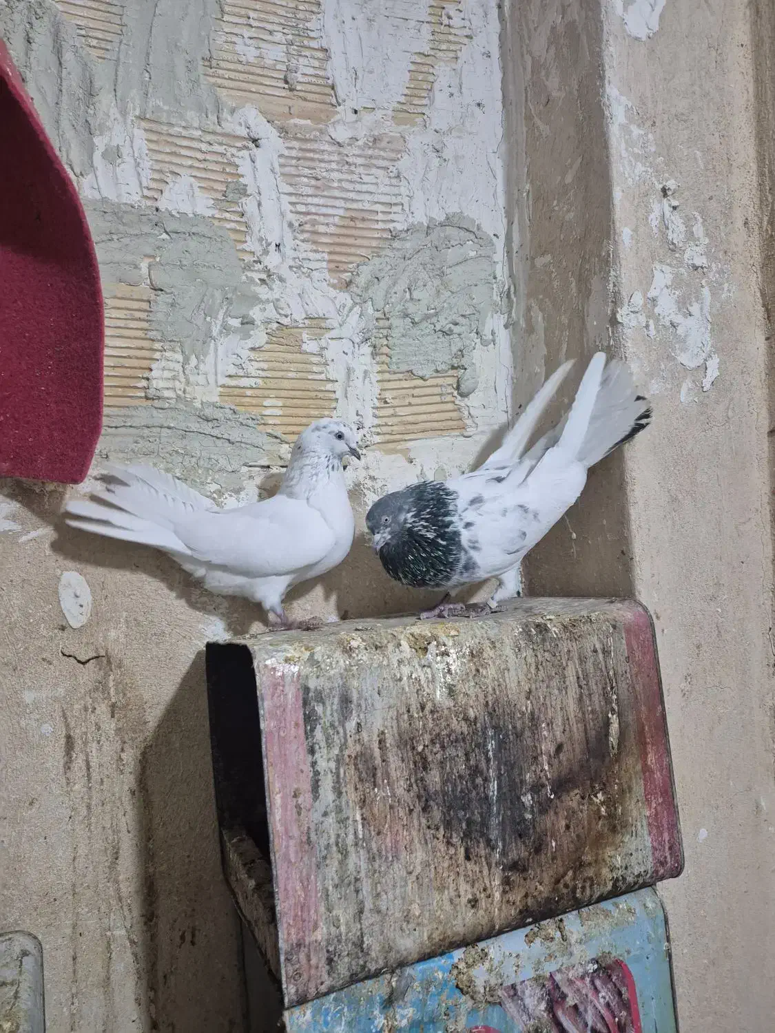 ۱۵ تا پرنده پرشی|پرنده|شاهین‌شهر, طالقانی|دیوار