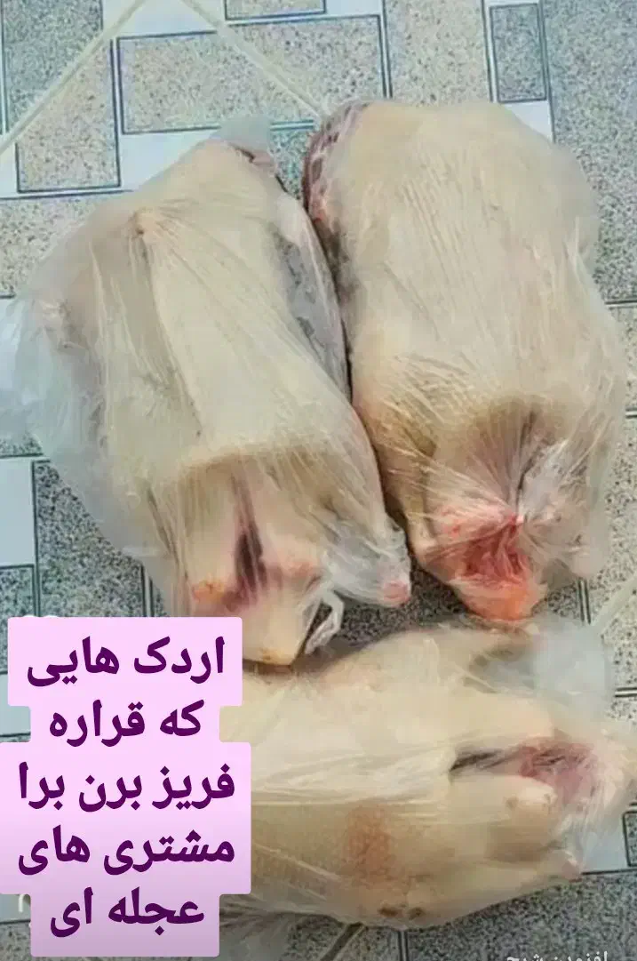 اردک ورامینی و خارجی مرغ و خروس|حیوانات مزرعه|گرگان, |دیوار