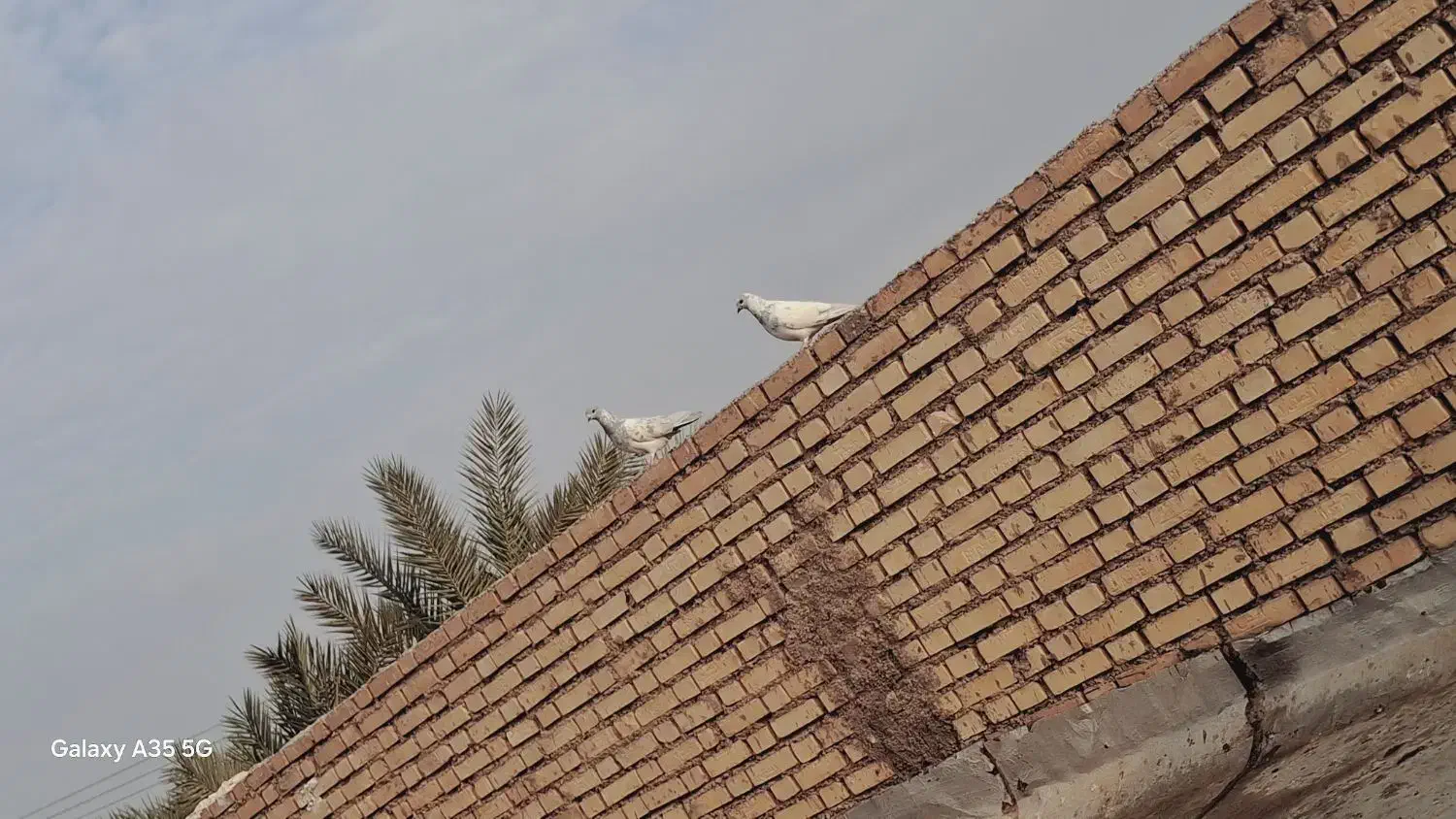 پرنده|پرنده|شادگان, |دیوار