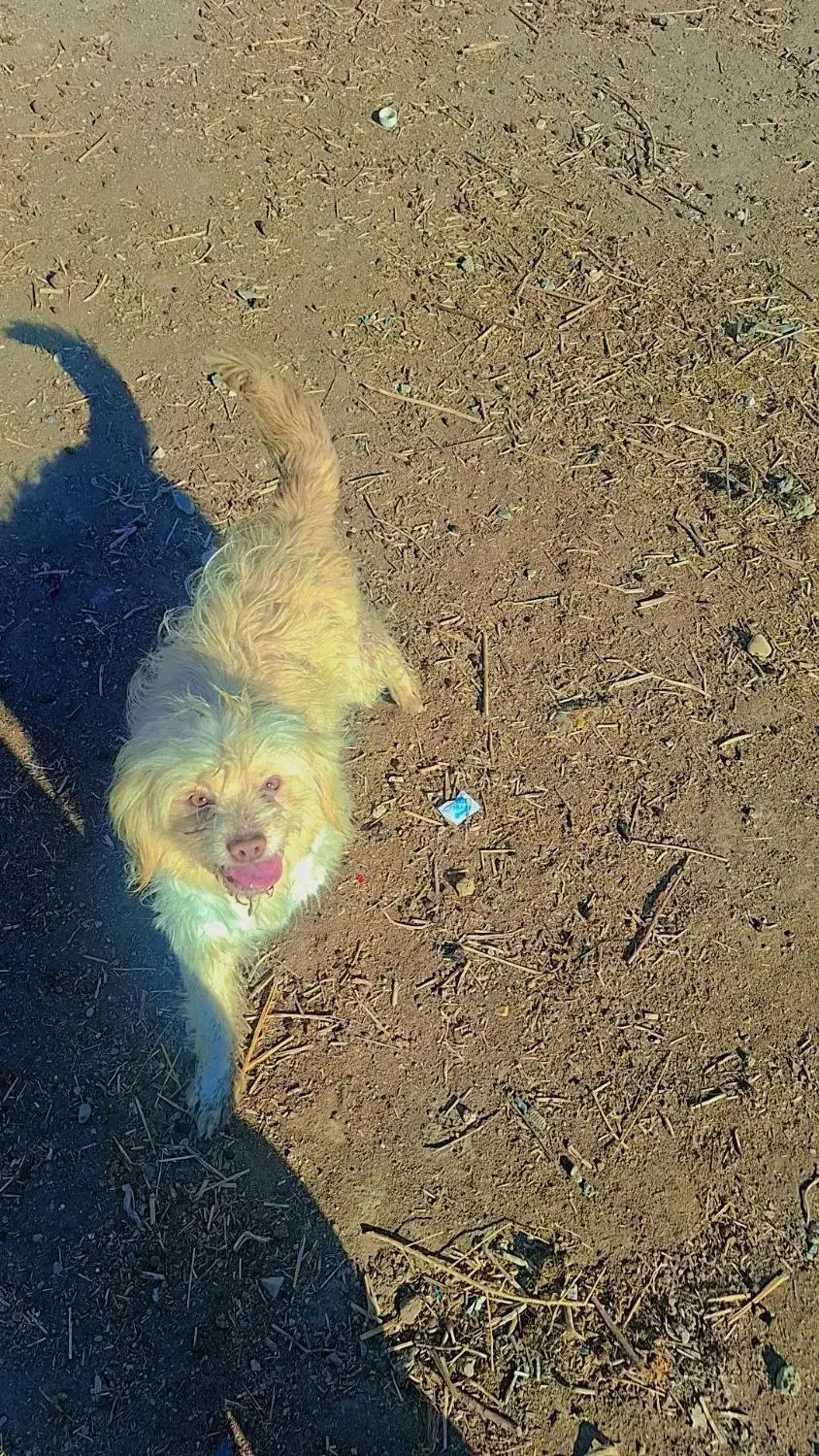 سگ پاکوتاه۹۰۰ ماده|سگ|هشتگرد, شهرک راه آهن|دیوار