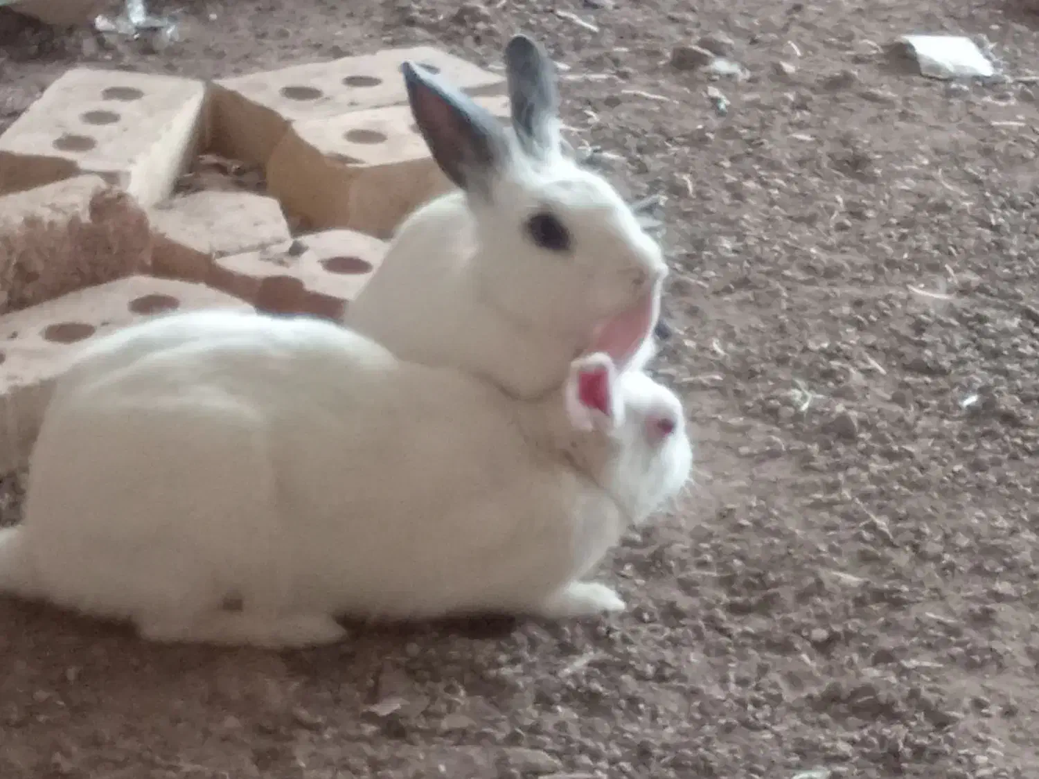 دوتا خرگوش زبل زیبا قیمت دوتاش 500|موش و خرگوش|سراب, |دیوار