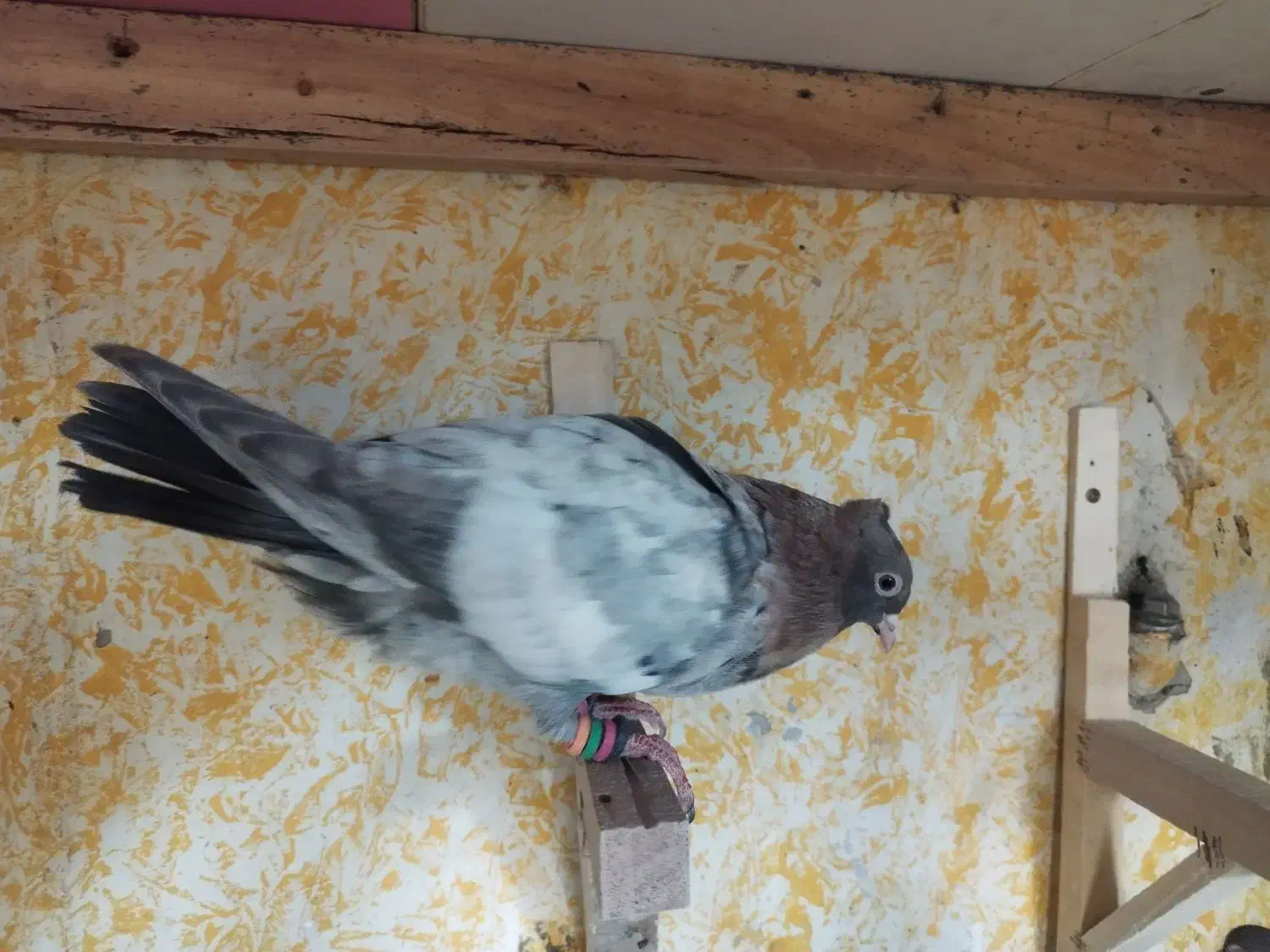 سرک تافتای سرور|پرنده|شیراز, کوی زهرا|دیوار