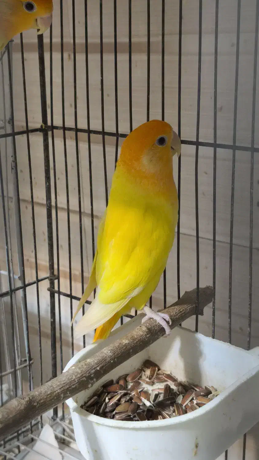 دو جفت کوتوله مولد روی تخم ماده گرینچیک دستی بالغ|پرنده|تربتحیدریه, پیشکوه|دیوار