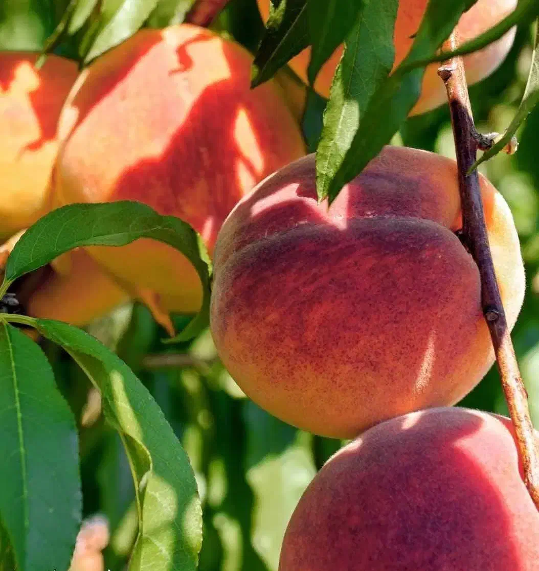 پیش فروش نهال هلو تابع (مازندرانی)|خدمات باغبانی و درختکاری|کوشکنار, |دیوار