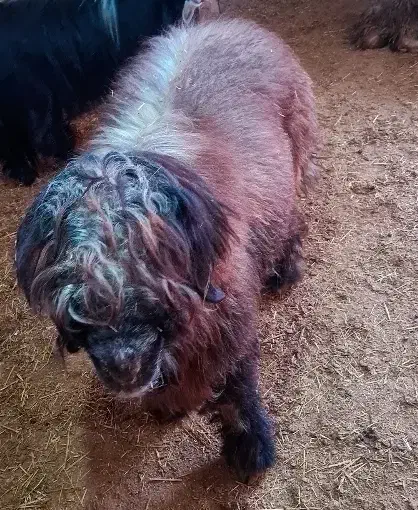 کوه تخمی|حیوانات مزرعه|مسجد سلیمان, |دیوار