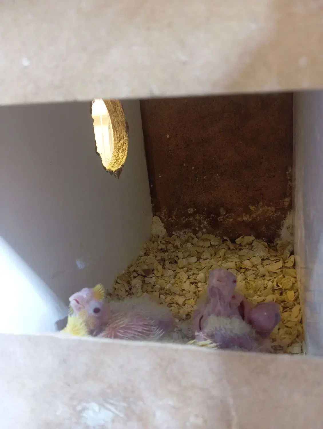 عروس هلندی مولد لوتینو و البینو روی تخم و جوجه|پرنده|زابل, |دیوار