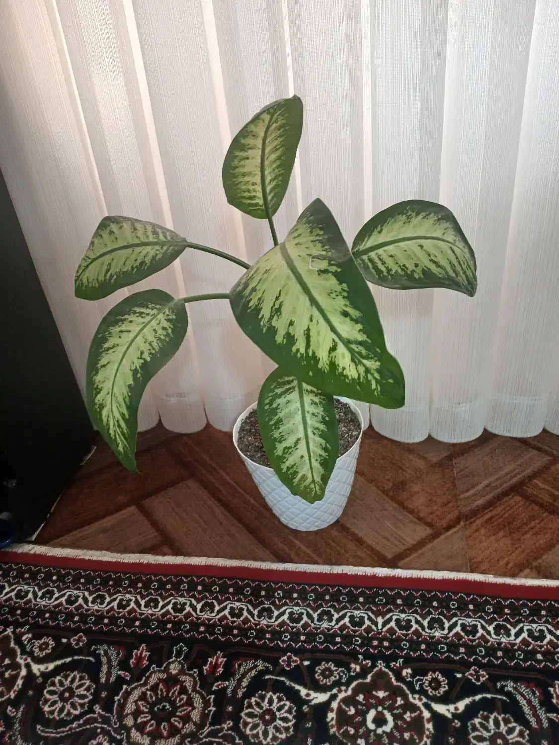 گل دیفن|گل و گیاه طبیعی|ارشق, |دیوار