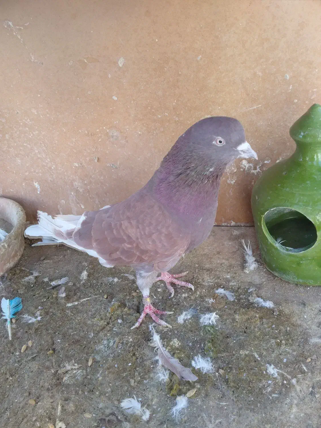 کفتر و کبوتر پرشی|پرنده|محمدشهر, عباس آباد|دیوار