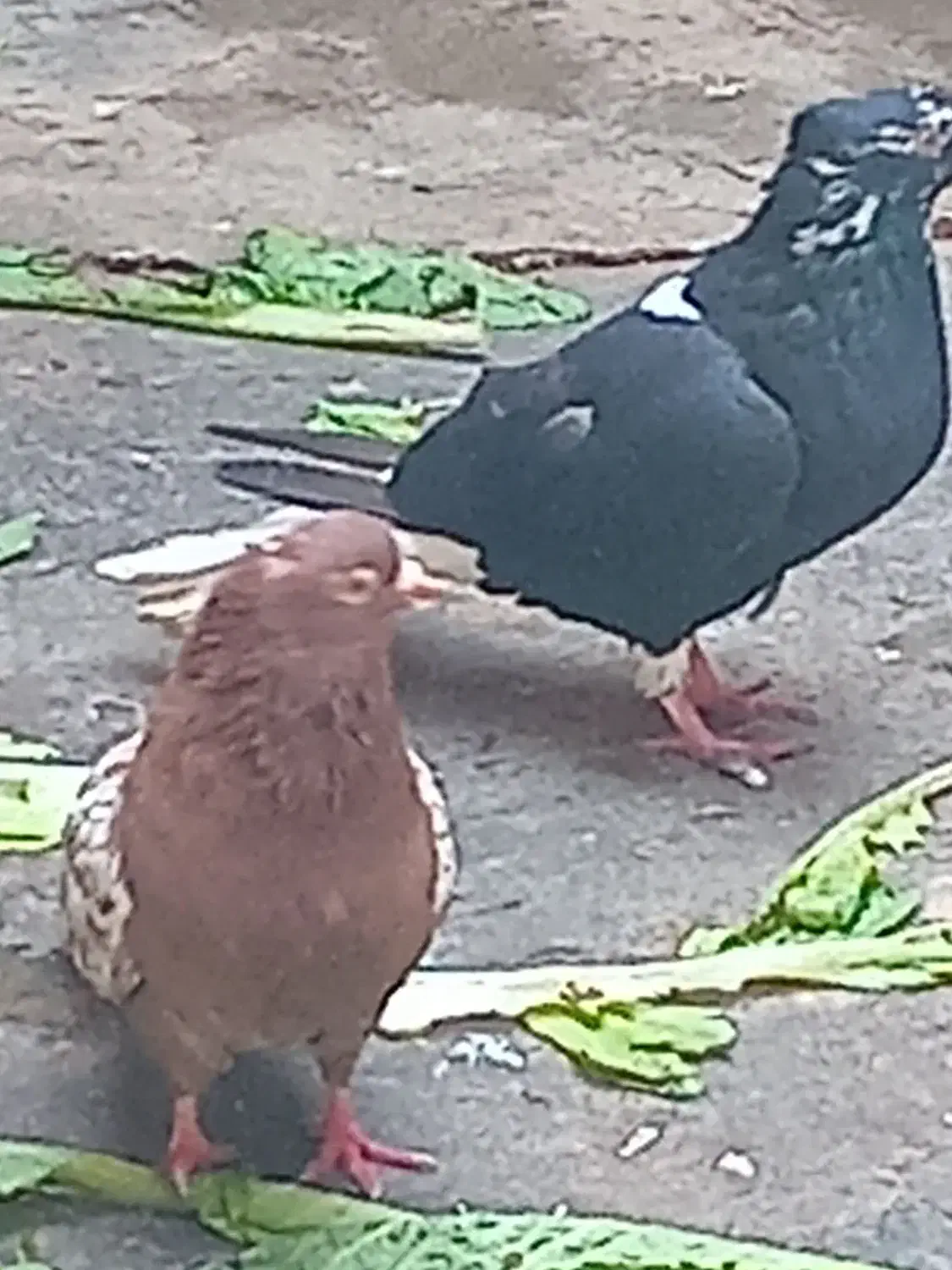 کبوتر رنگیامدیه|پرنده|امیدیه, |دیوار