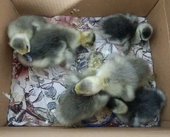 6عدد جوجه غاز|حیوانات مزرعه|قائم‌شهر, |دیوار