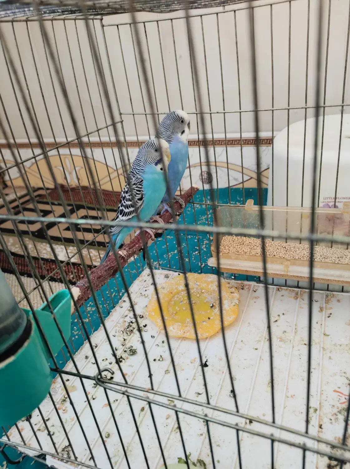 جفت مرغ عشق ـ جفت فنچ|پرنده|خوسف, |دیوار