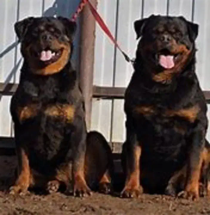 دابرمن رنگ بولو توله کن کورسو بولو و روت آمریکن|سگ|تهران, آبشار تهران (دریاچه)|دیوار