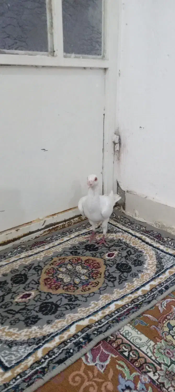 دورگ سالم و جوان|پرنده|کارون, |دیوار