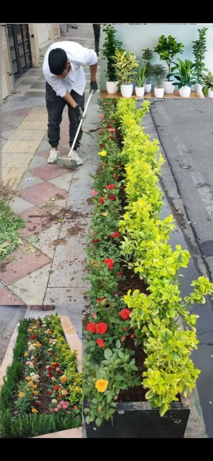 گل کاری وباغبانی هرس کاری وپابیل|خدمات باغبانی و درختکاری|قم, بلوار امین و ساحلی|دیوار