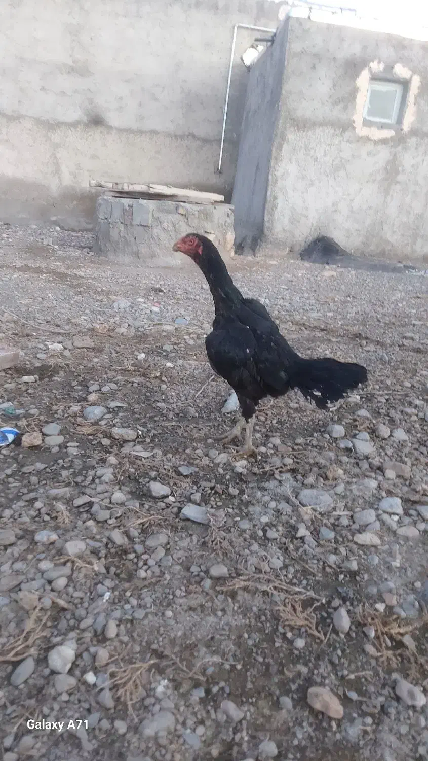 لاری اصل|حیوانات مزرعه|قره قوین, |دیوار