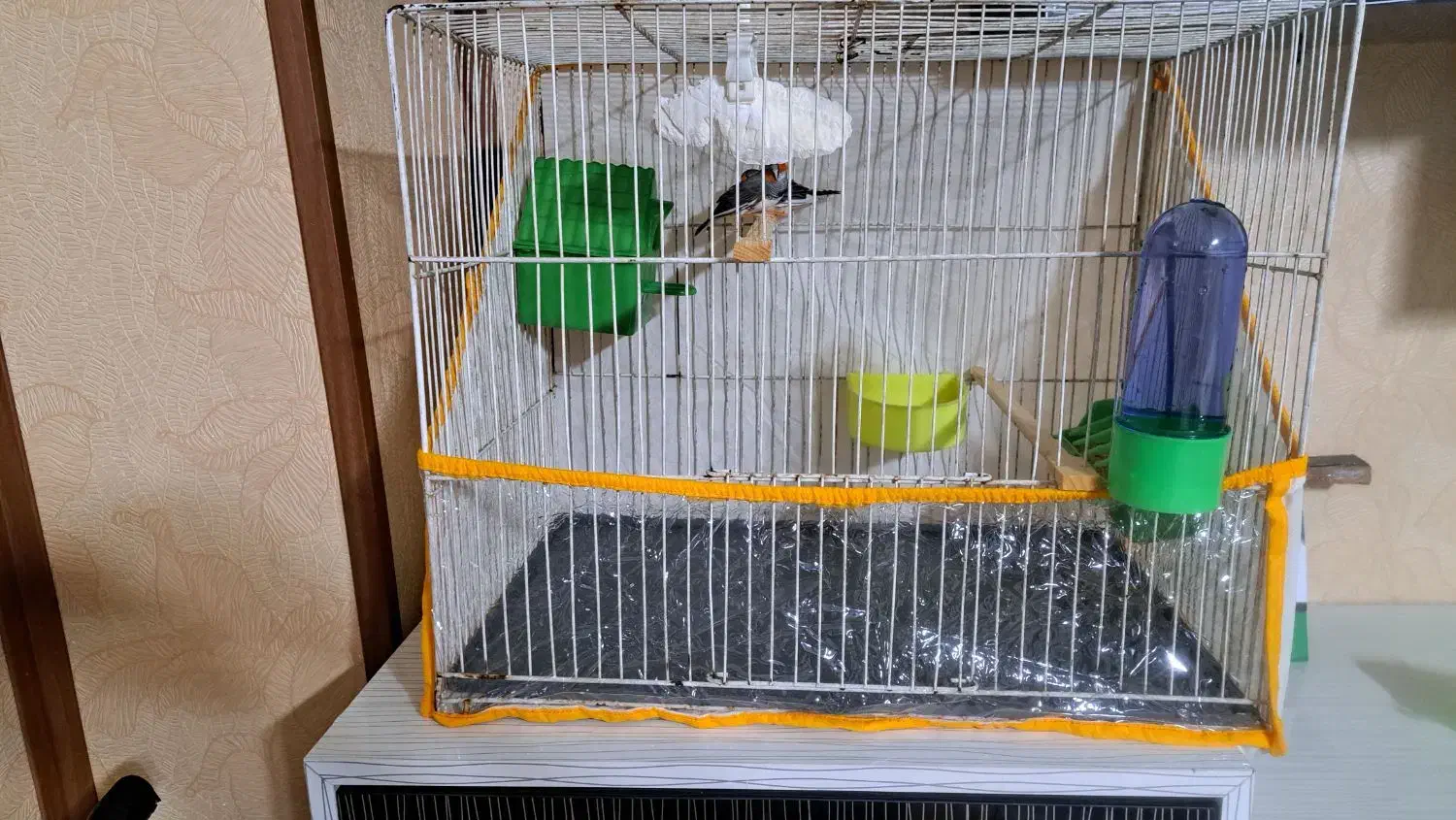 فنچ|پرنده|مشهد, عامل|دیوار