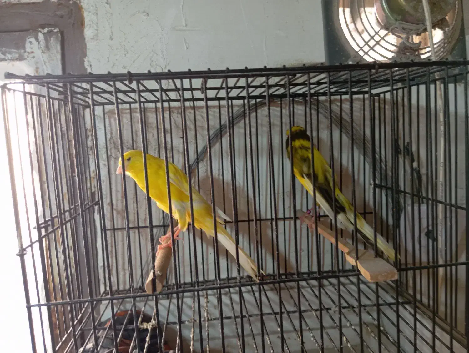 قناری رسمی بلند|پرنده|مشهد, یاس|دیوار