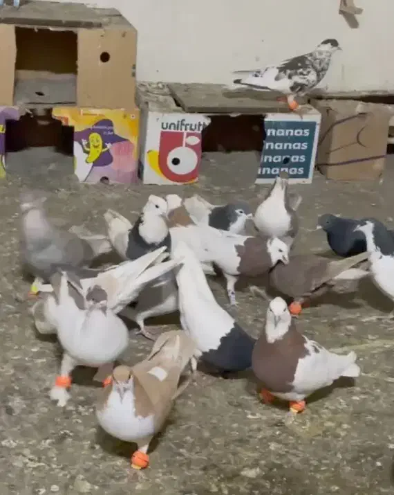 کفتر|پرنده|چناران, |دیوار