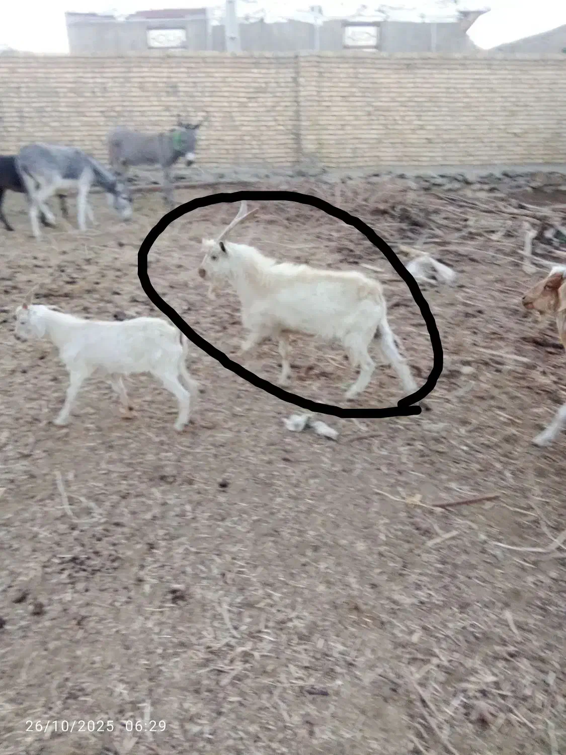 تگه سانن|حیوانات مزرعه|ملایر, |دیوار